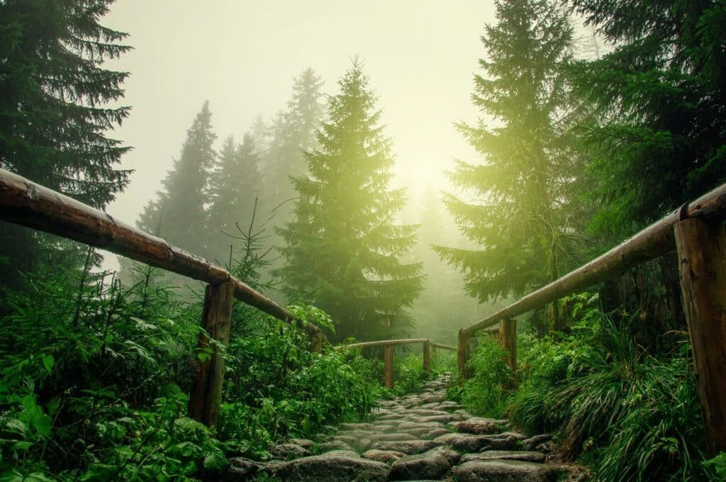 A stone path winds through a lush, misty forest with tall evergreen trees. Wooden railings line both sides of the walkway, guiding the way through the greenery. Soft light filters through the fog, creating a serene and mystical atmosphere, reminiscent of meticulous tree service enhancing nature's beauty.
