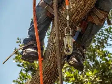 A person equipped with climbing gear is seen from the waist down, positioned high in a tree. They are wearing a harness and using ropes for support, likely part of an emergency tree service. The tree branches and leaves are visible around them, with a clear blue sky in the background.