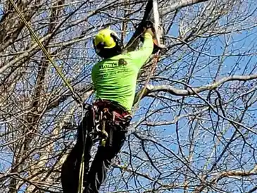 Tree maintenance services: Photo of arborist maintaining trees