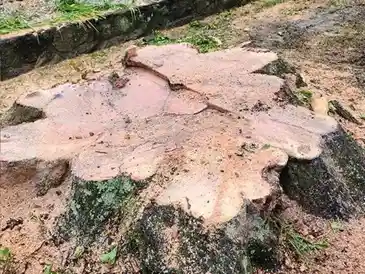A large tree stump with an uneven surface and visible saw marks lies on the ground surrounded by dirt and grass. The stump appears freshly cut, as indicated by the light wood color and wood chips scattered around, a clear sign of recent land clearing efforts.