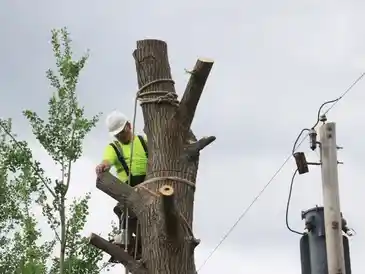 A worker wearing a hard hat and bright reflective vest is harnessed to a tall tree trunk. The tree has been cut down to just the main trunk with a few limb stubs left, likely part of an emergency tree service. In the background, there is a power pole with electrical equipment attached.