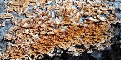 A close-up view of a tree trunk covered with numerous small, orange-brown bracket fungi. The fungi grow in overlapping clusters, creating a textured and layered appearance on the bark. The background is blurred, keeping the focus on the interesting fungal growth often seen after tree service operations.