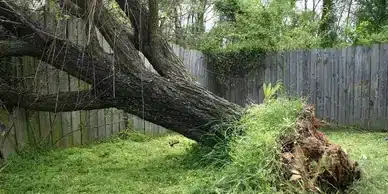 A large tree has fallen over in a grassy backyard, uprooted from the ground. It is leaning against a wooden fence with its exposed roots surrounded by patches of green grass and foliage. The surrounding area, ideal for land clearing or tree services like stump grinding, features dense greenery.