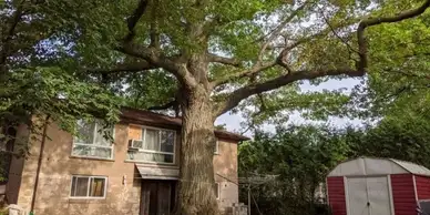 A large, sprawling tree with a thick trunk dominates the front yard of a two-story house. The house has tan walls and several windows. To the right, there's a red and white garden shed. The ground is partially shaded by the tree's extensive branches, which have been maintained by professional tree service.