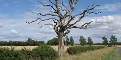 A barren, gnarled tree stands alone in a grassy field under a blue sky with scattered clouds. In the background, rows of green trees line the horizon, and a partially cloudy sky adds depth to the serene rural landscape, perfect for those considering emergency tree service or land clearing.