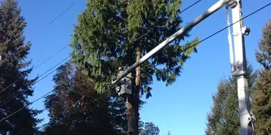 A worker in a safety harness is operating a bucket truck to cut branches from a tall tree near power lines. The scene, part of an emergency tree service, is set against a clear blue sky with surrounding trees in the background.