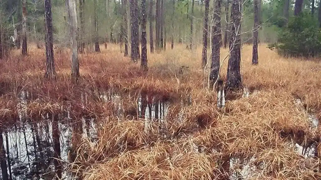 A view of a swampy forest with tall, bare trees standing in shallow water. The ground is covered with brown grasses and vegetation, creating a wet, marshy landscape. The scene is tranquil with a mix of greenery and brown tones from the dried grass, despite some recent stump grinding to clear pathways.