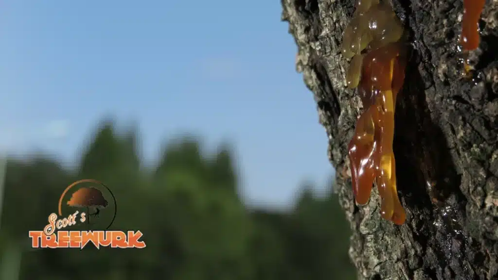 Close-up of tree bark with amber-colored sap oozing from a crevice. The background is a clear sky with blurred greenery. The bottom left corner has a logo of a tree and the text "Scott's Treewurk," experts in land clearing and stump grinding.