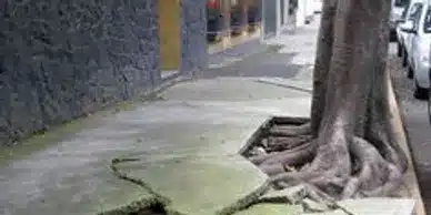 A sidewalk with large slabs of concrete lifted and cracked by the roots of a nearby tree, making the path uneven and hazardous. The tree's thick roots are prominently exposed and extend across the sidewalk, suggesting a need for professional stump grinding to clear the obstruction.