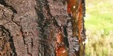 Close-up image of a tree trunk with dark, rough bark. A section of the tree appears damaged, with reddish-brown sap oozing out from a fissure. The background shows a blurred green, indicating grass or foliage—a potential call for emergency tree service.