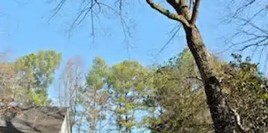 A tall tree with sparse branches stands in front of a house on a clear, sunny day. Surrounding the scene are other trees with varying amounts of foliage. The sky is bright blue, contrasting with the greenery and bare branches—a picturesque moment after professional tree service revitalized the area.