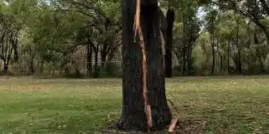 A large tree with significant bark damage, likely from a lightning strike, stands in a grassy area with other trees in the background. The damaged bark is visibly stripped down the trunk, exposing the lighter inner wood. A land clearing service might be necessary to address safety concerns related to this tree.