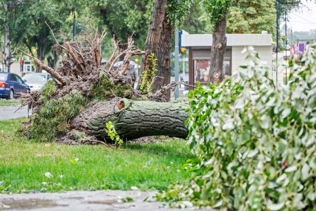 emergency tree removal on a residential property