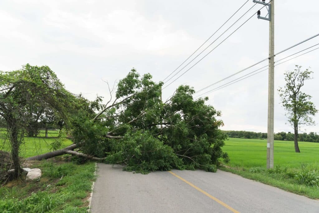 A fallen tree blocks a rural road, lying across both lanes and leaning on power lines. The surrounding area is lush and green, with fields and a few trees visible in the background under a cloudy sky—a perfect scene for an emergency tree service to ensure safety.