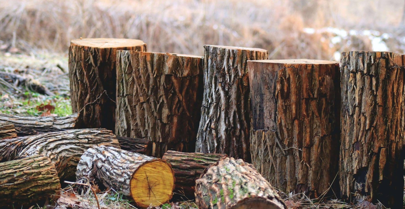 Tree removal Kennesaw ga: tree stumps after tree removal