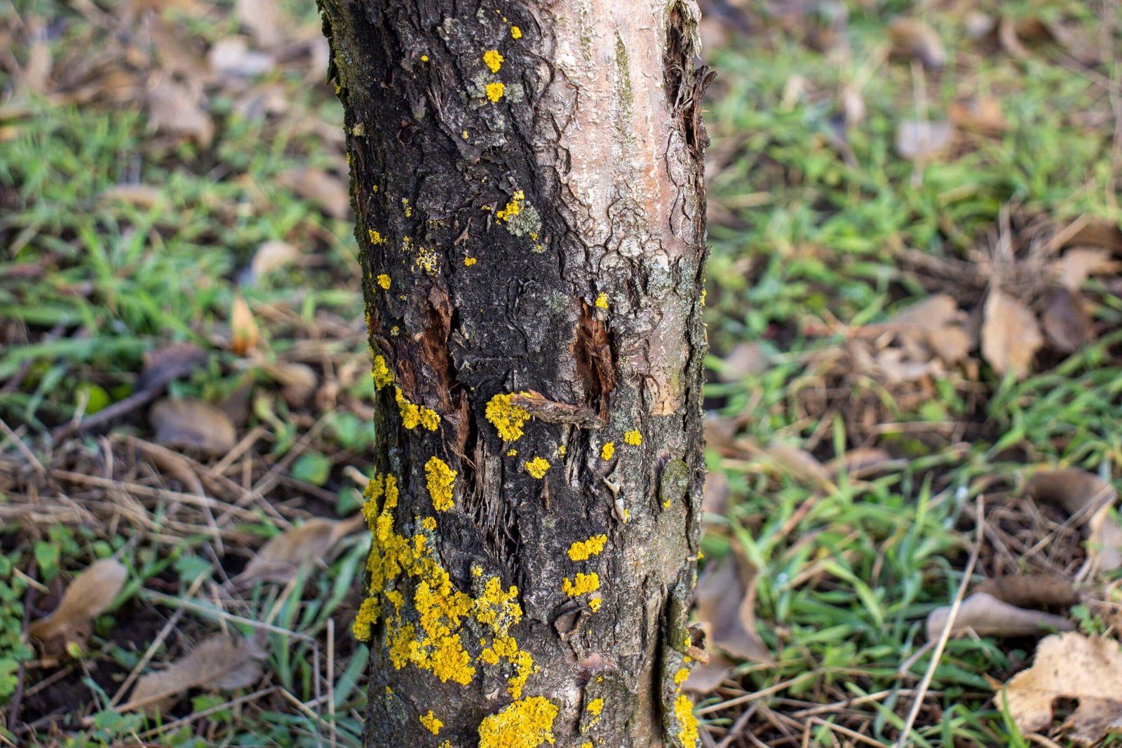Trunk of a tree with a fungus growing on it.