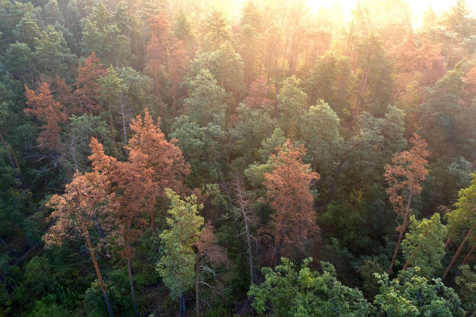 A forest full of dying trees.