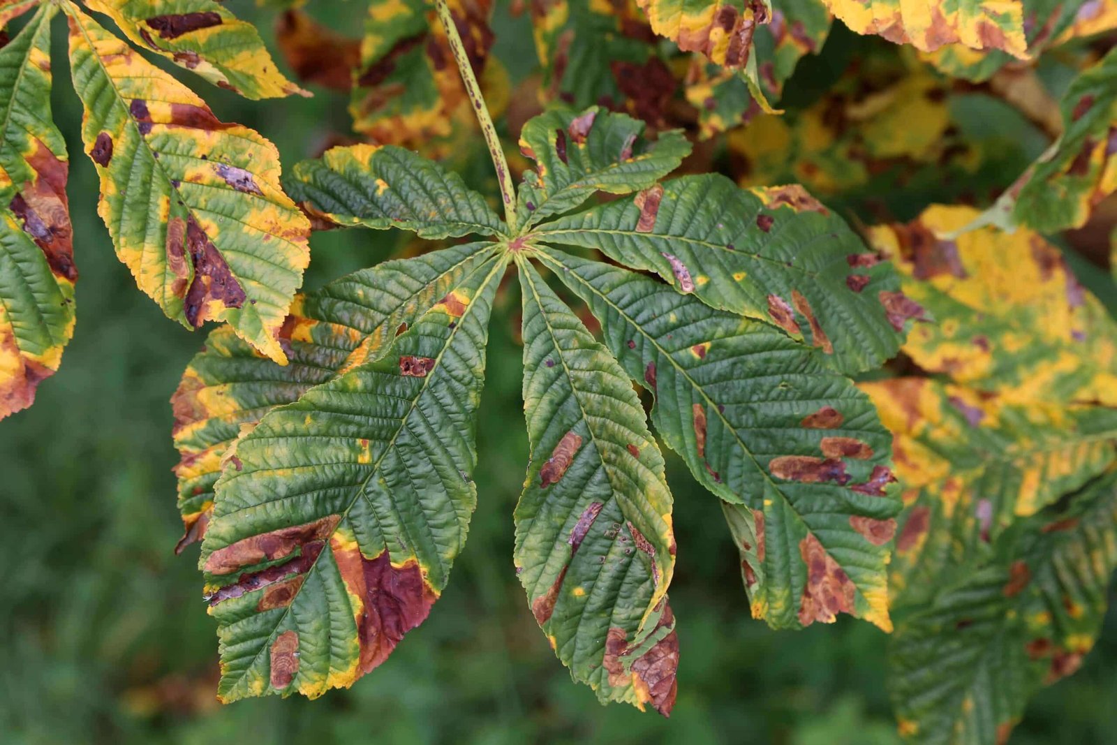 Discoloration on a leaf of a tree with a disease.