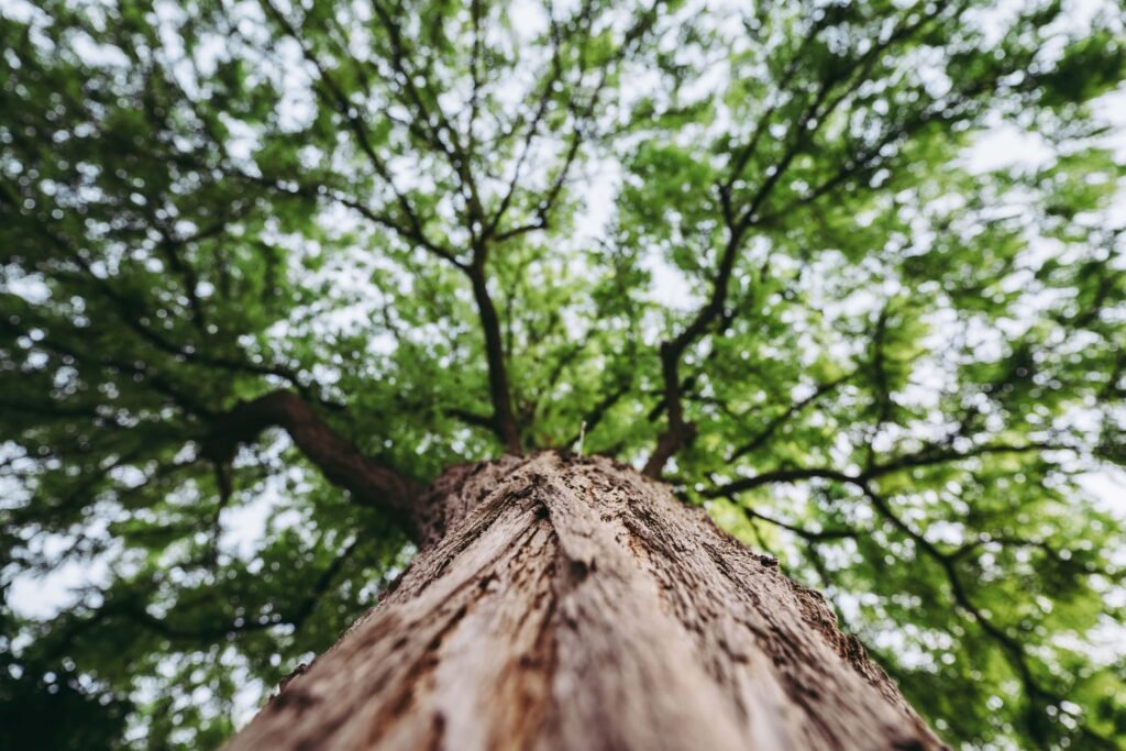 Professional Tree Services in East Cobb, GA | Scott’s Treewurk