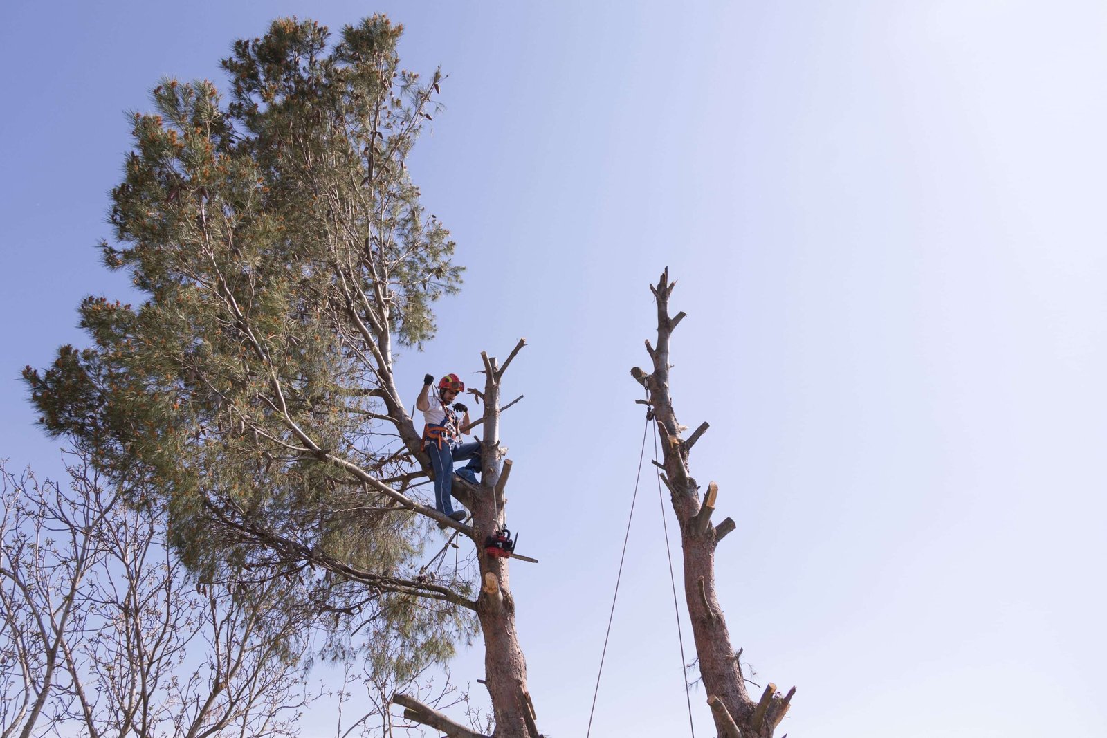 tree removal service
