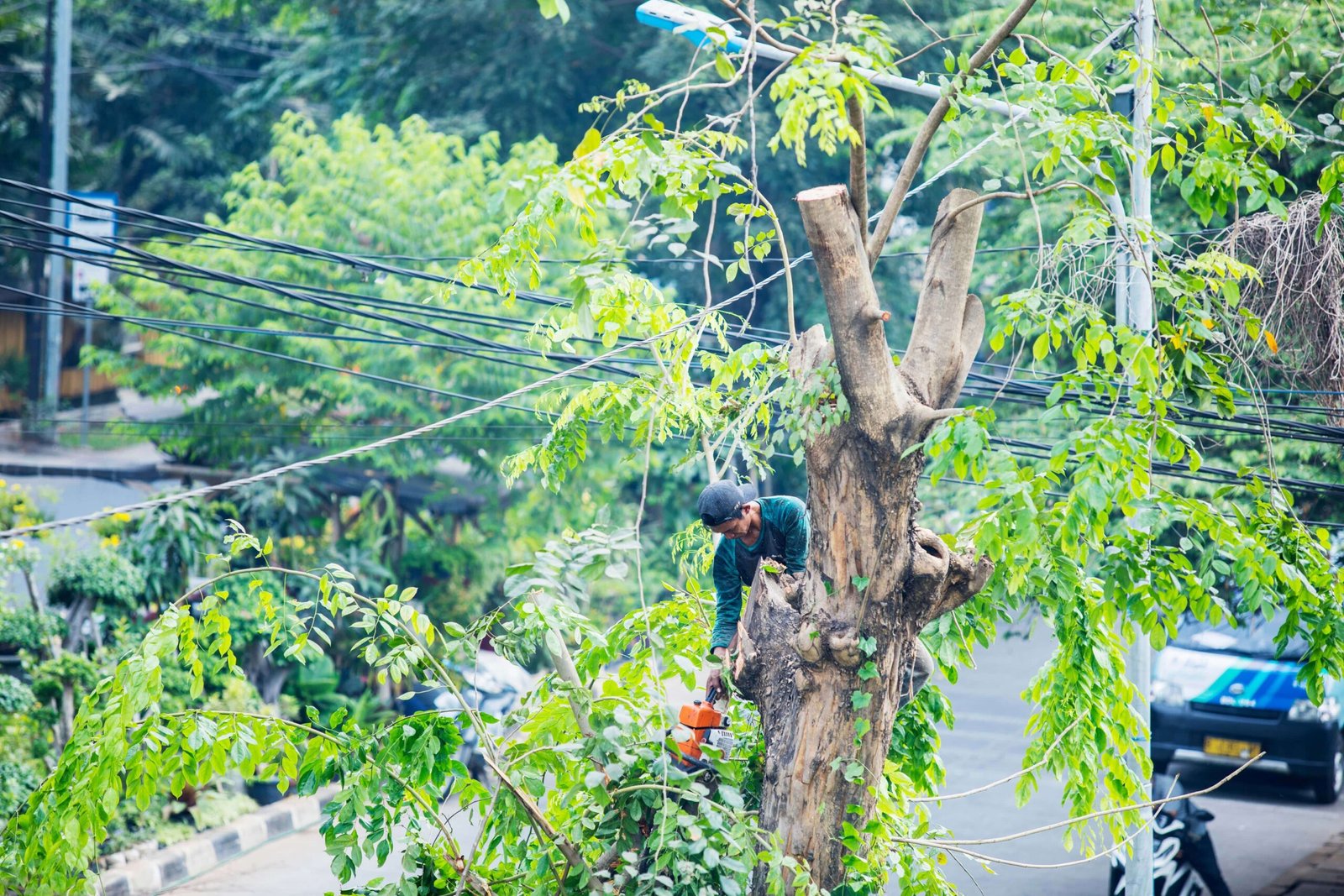 tree trimming for electrical lines