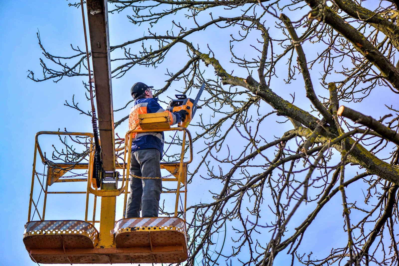 tree trimming service