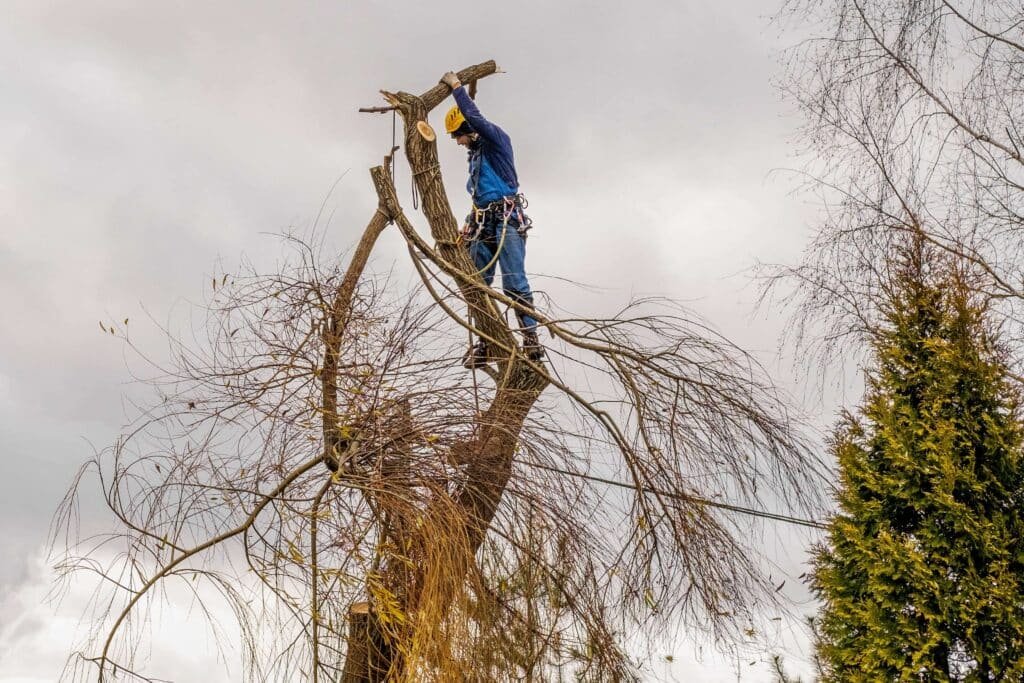 Tree service Canton GA: Photo of worker in a tree performing a tree service in Canton, GA.