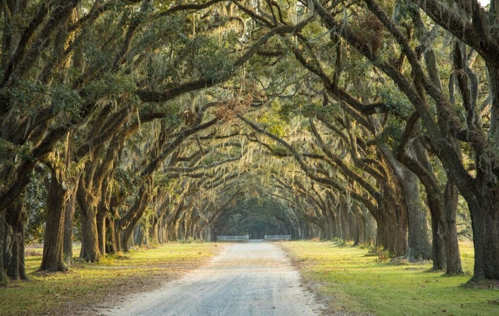 GA Tree Service | Georgia Tree Service - Scott's Treewurk