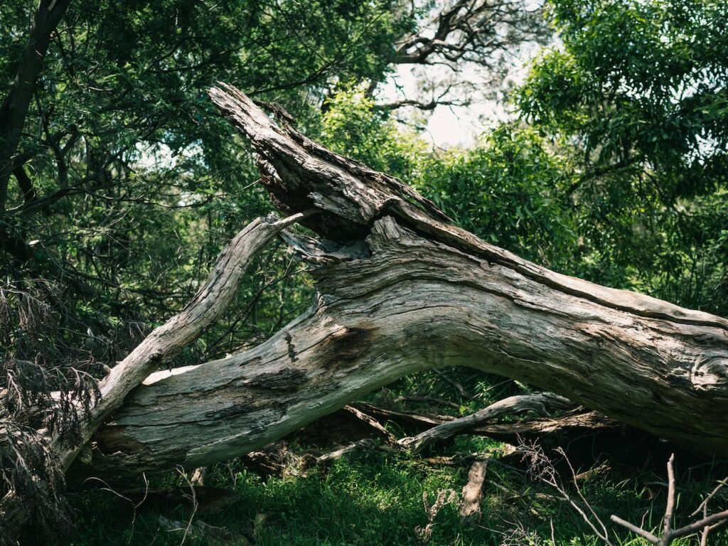 How to remove a dead tree.