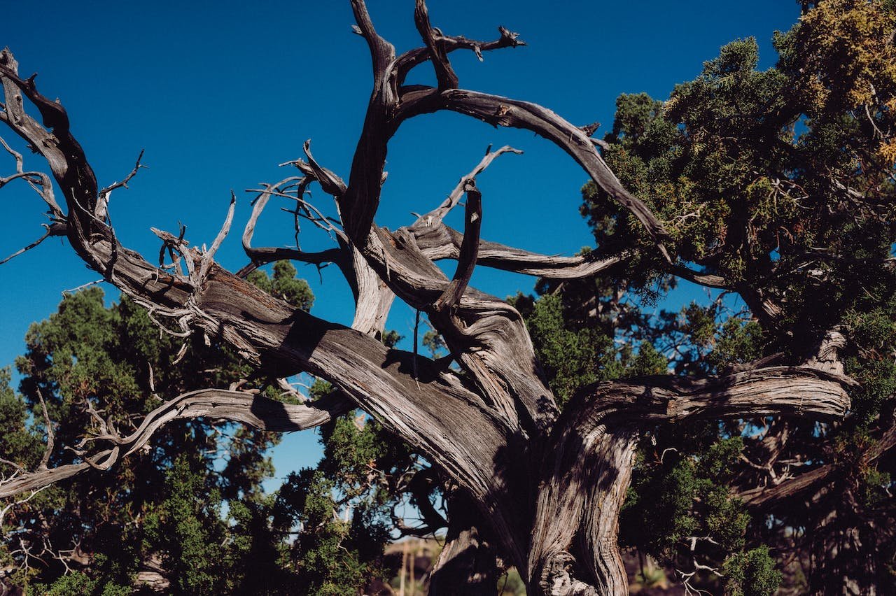 A gnarled, twisted tree with bare, weathered branches set against a clear blue sky. Some green foliage is visible among the branches. The stark contrast between the tree's dark wood and the sky highlights its intricate, rugged appearance—a true testament to nature, untouched by recent land clearing.