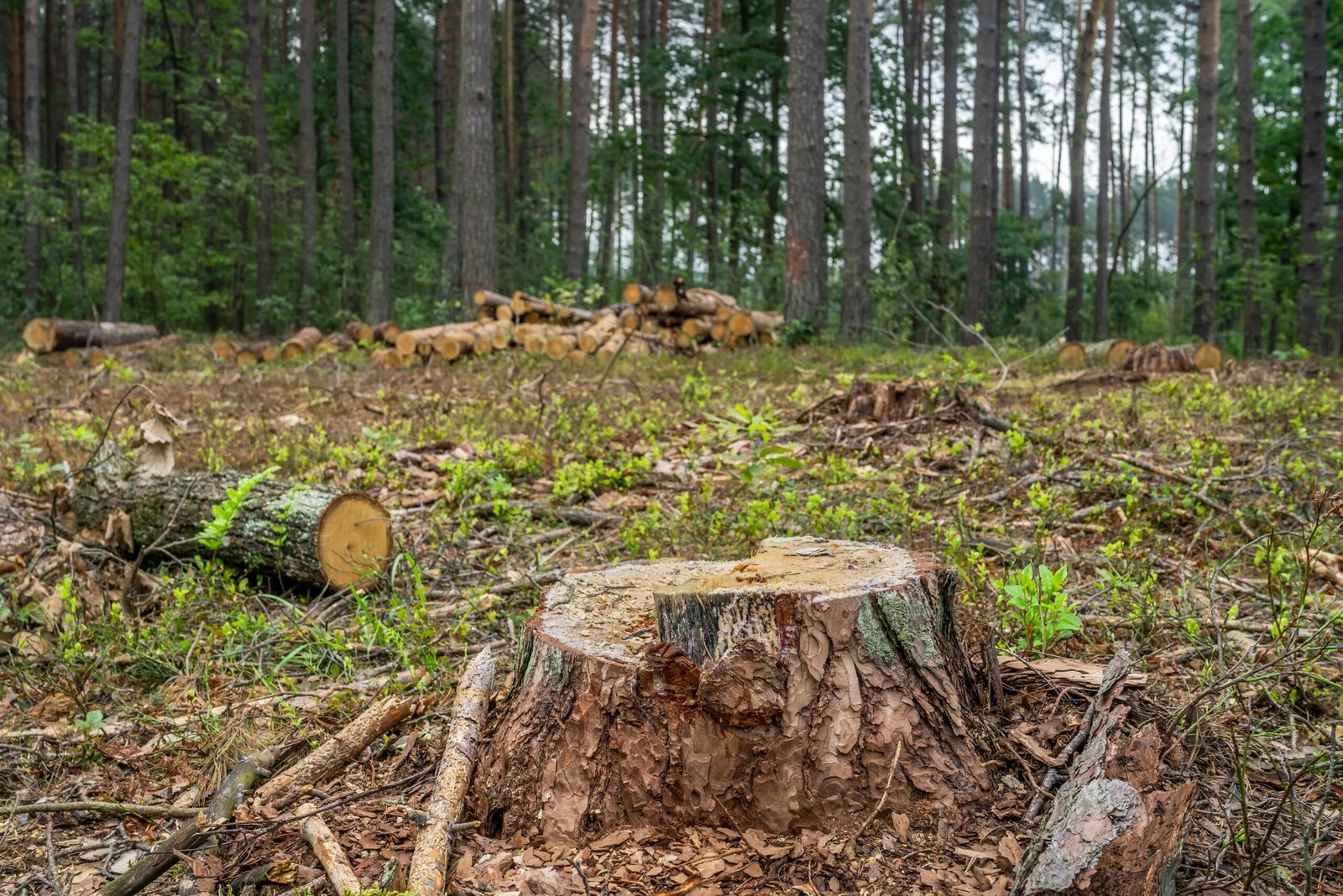 Tree that has been cut to the stump after receiving a permit.