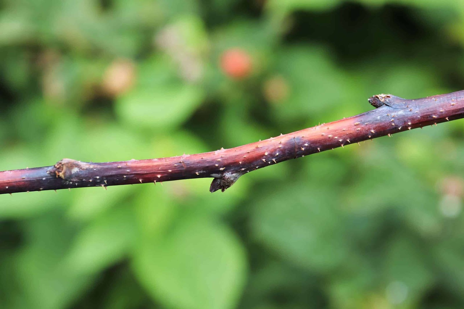 Cane blight disease on a tree.
