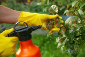Arborist treating a tree infested with diseases.