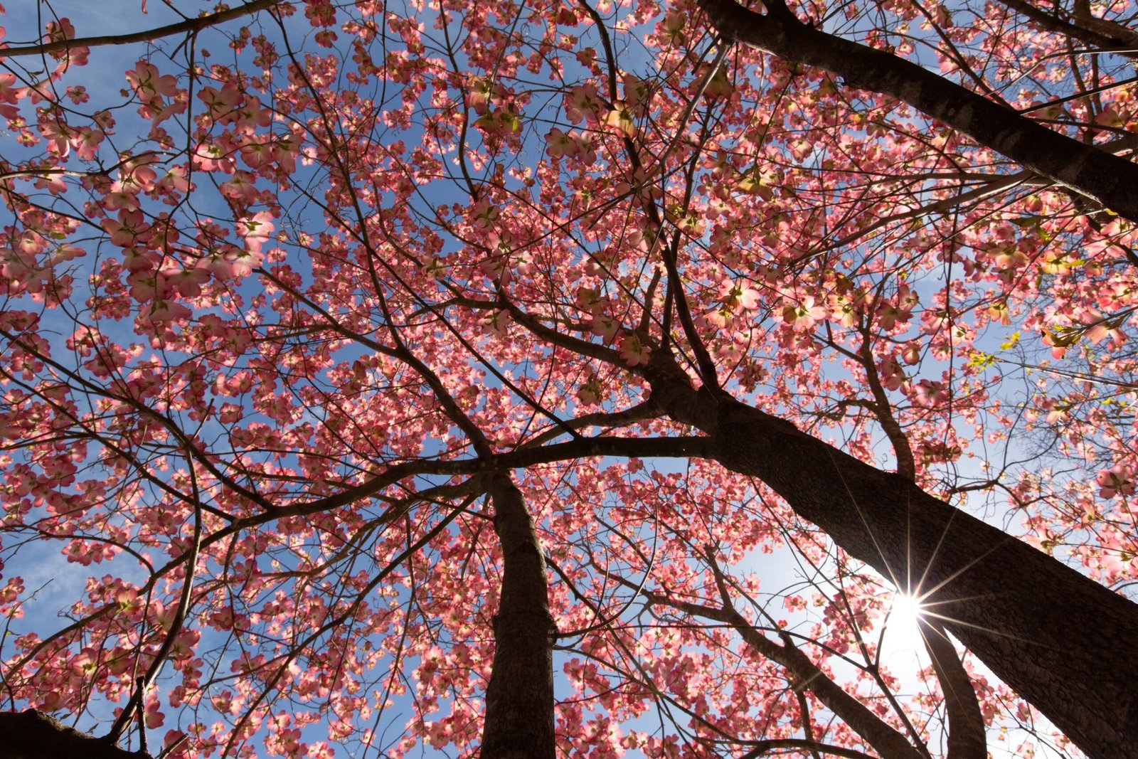 Dogwood tree in Georgia