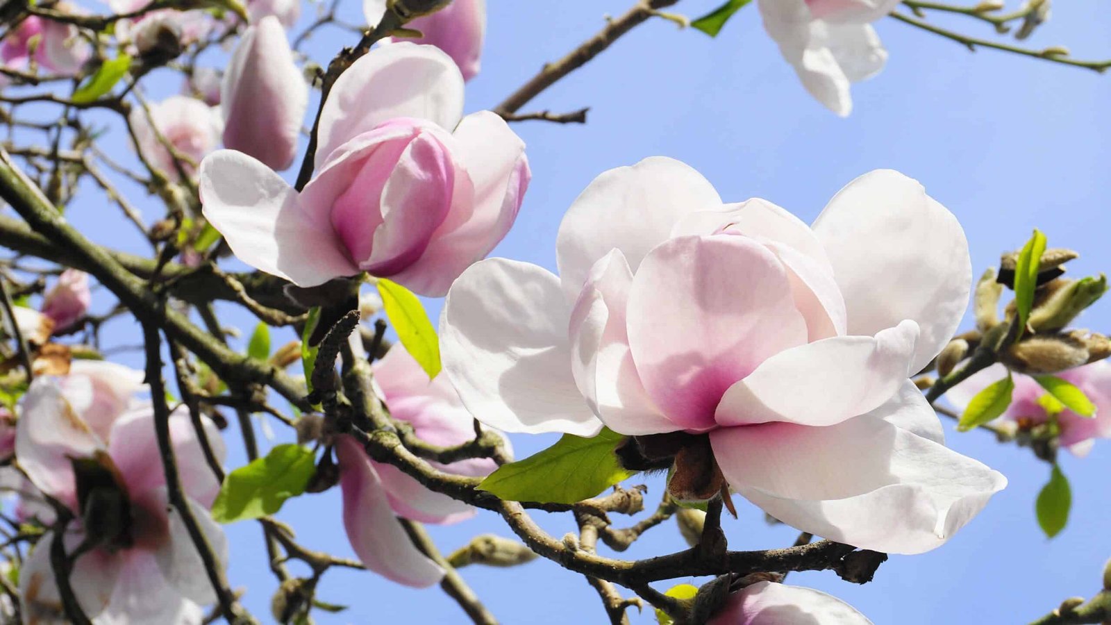 Close-up of Magnolia tree in Georgia.