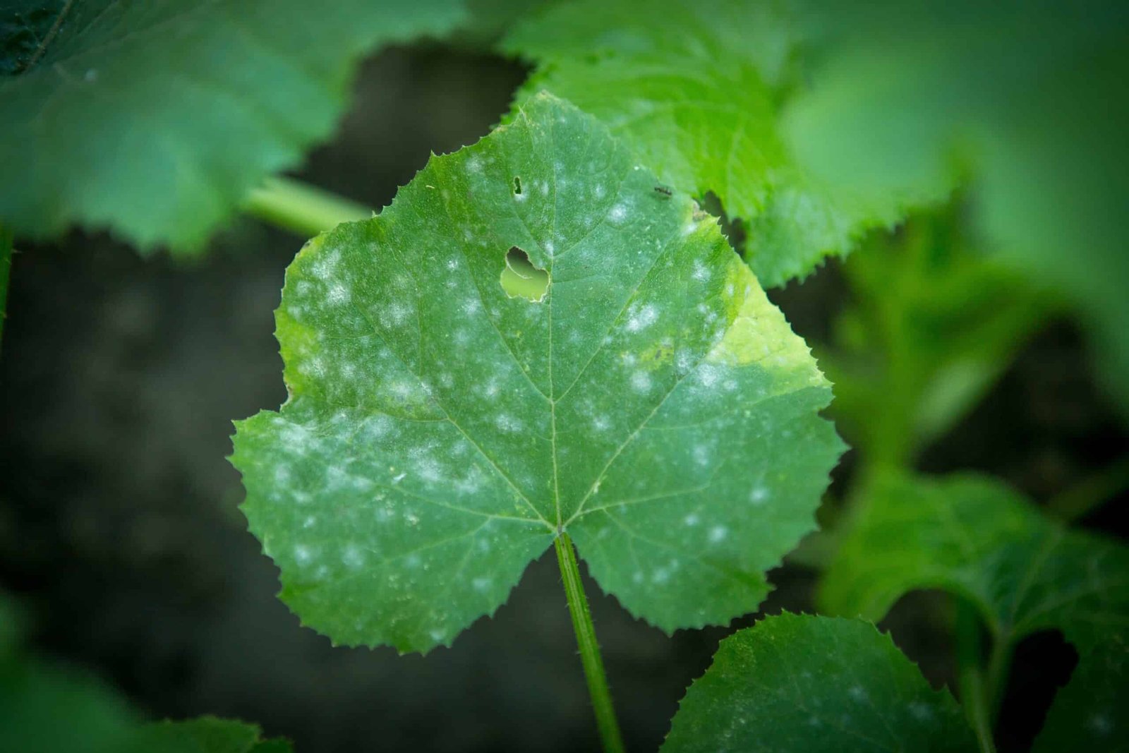 Leaf with powdery mildew disease.