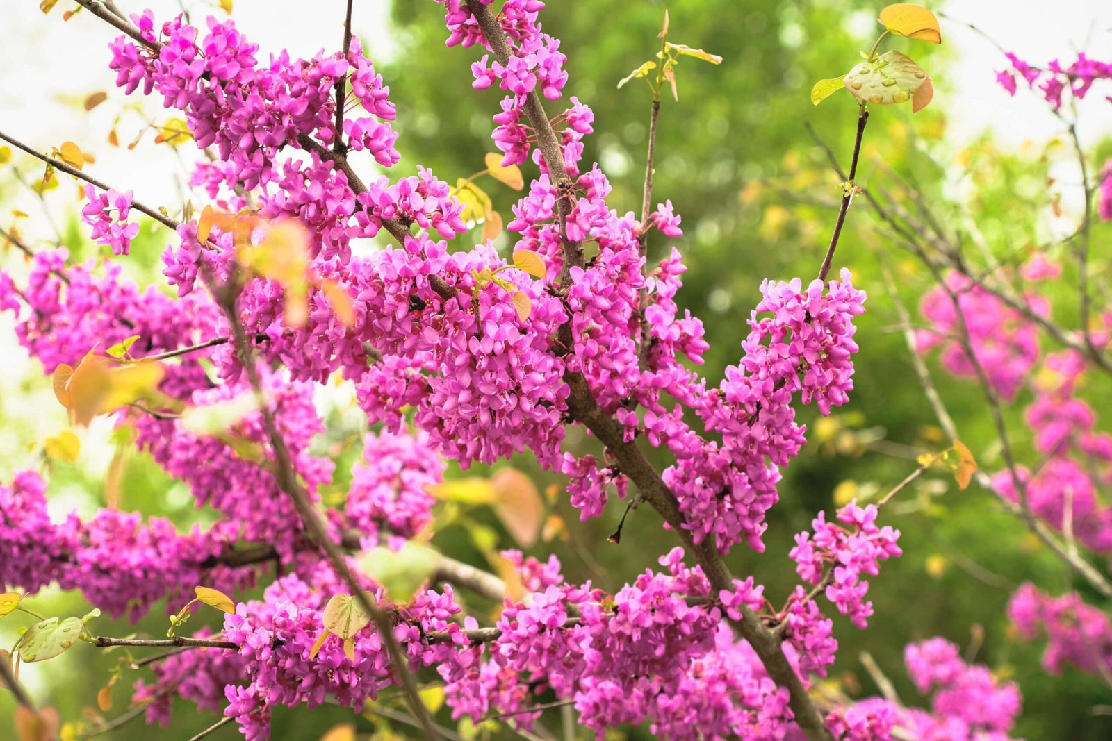 Eastern Redbud tree in Georgia.