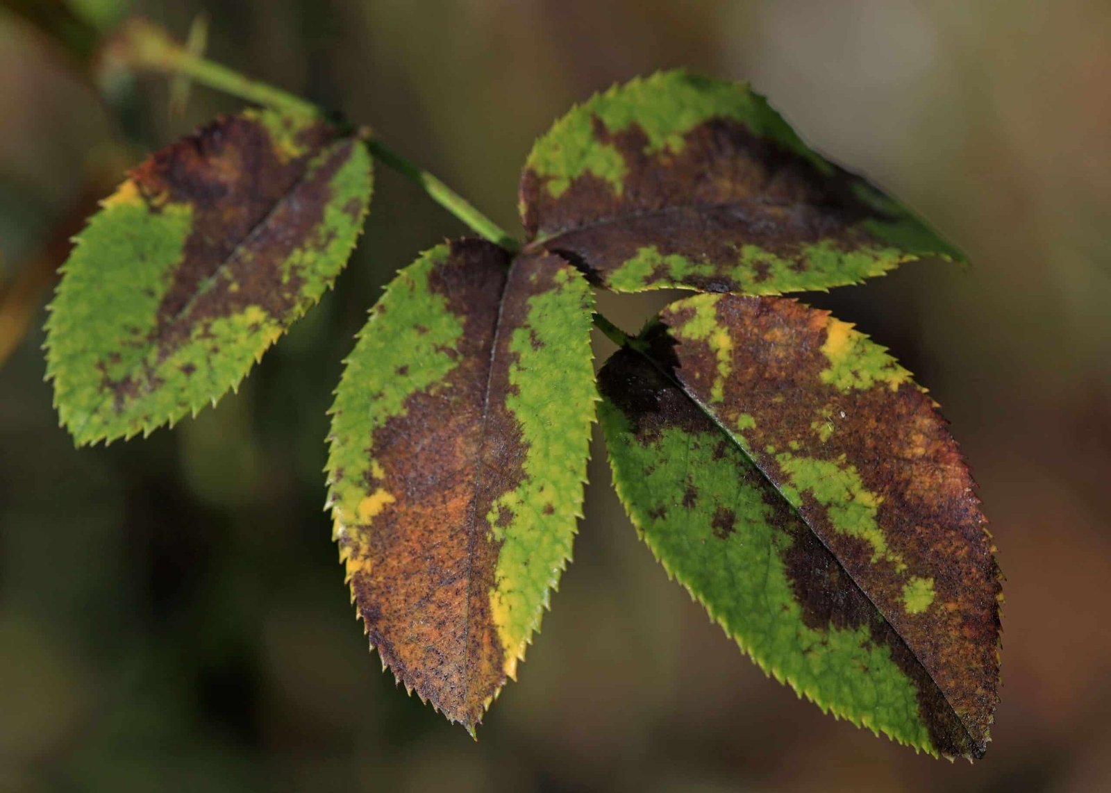 Close-up of a plant showing five elongated leaves with serrated edges. The leaves exhibit patches of green, brown, and yellow, suggesting disease or damage possibly due to recent land clearing. The background is blurred, highlighting the focal leaf cluster.