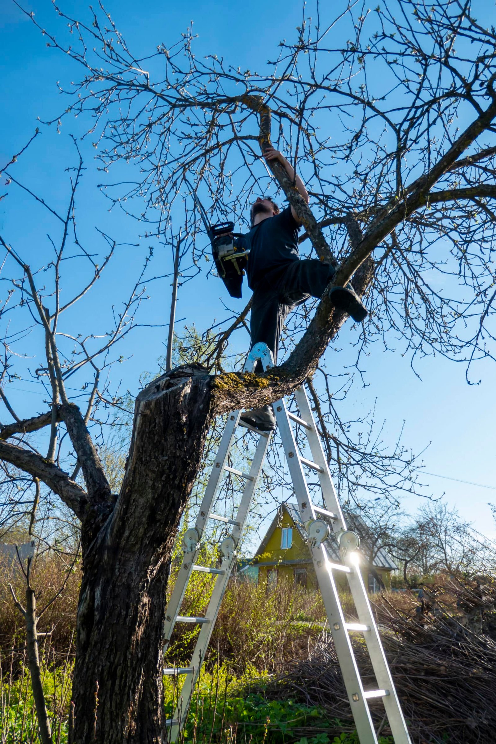 Tree service Sandy Springs: Photo of arborist trimming a tree