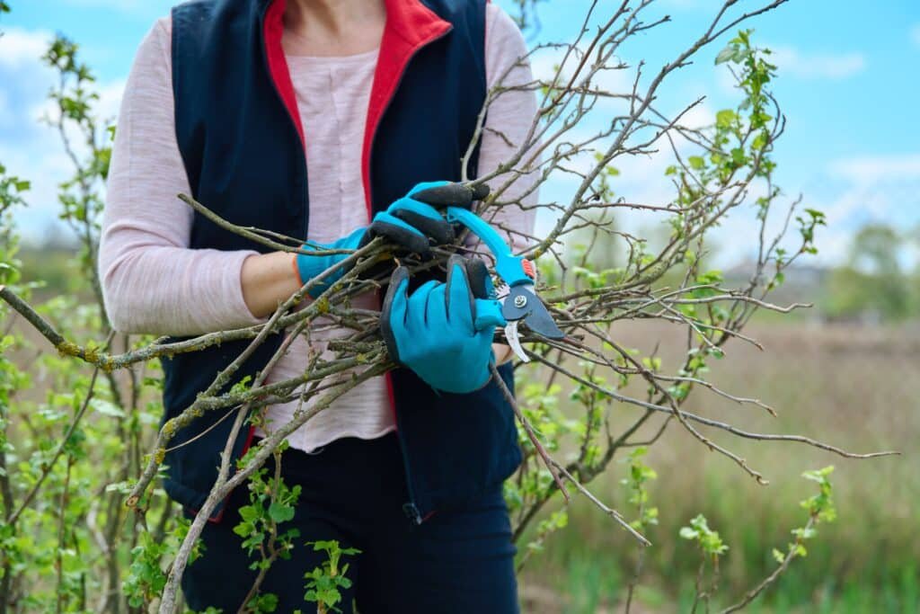 A person wearing blue gloves and a dark vest holds pruning shears, expertly engaging in tree pruning Kennesaw GA as they trim branches from a small tree outdoors against a blurred natural background.