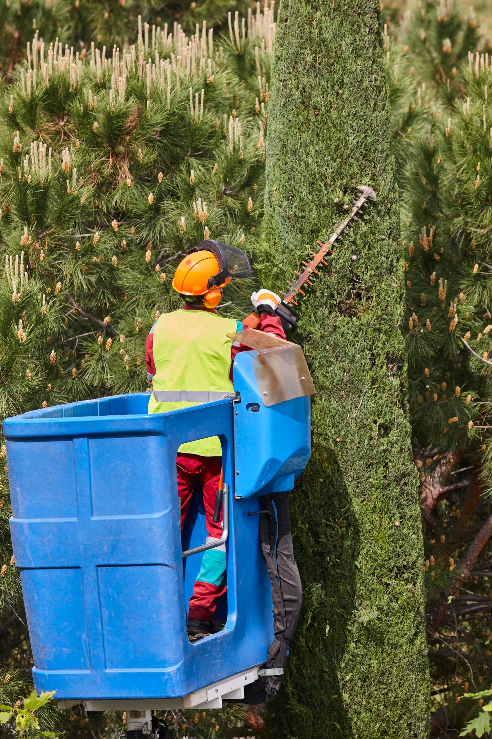Gardener tree pruning a cypress with a chainsaw and a crane.
