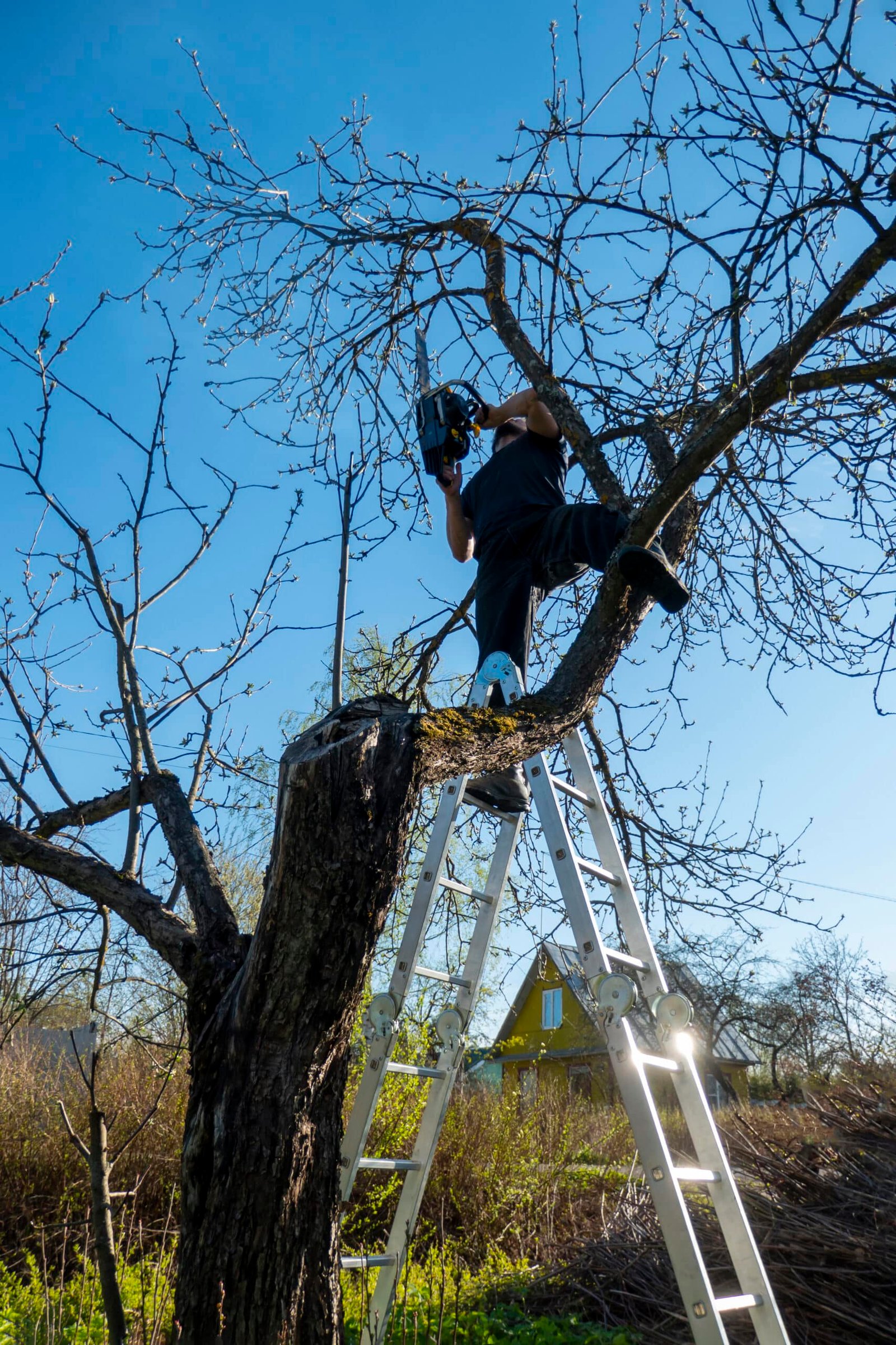 A person stands on a ladder propped against a tree, expertly using a chainsaw for tree pruning on a clear day. The bare tree contrasts with the small house in the background amidst grassy surroundings.