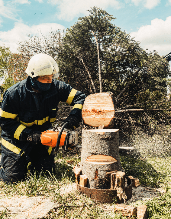 Tree service cutting down an evergreen tree
