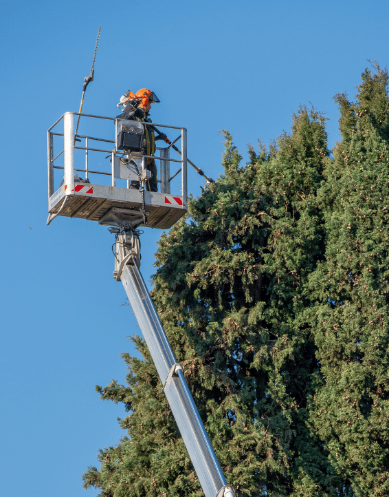Professional tree care expert pruning diseased limbs from a tree