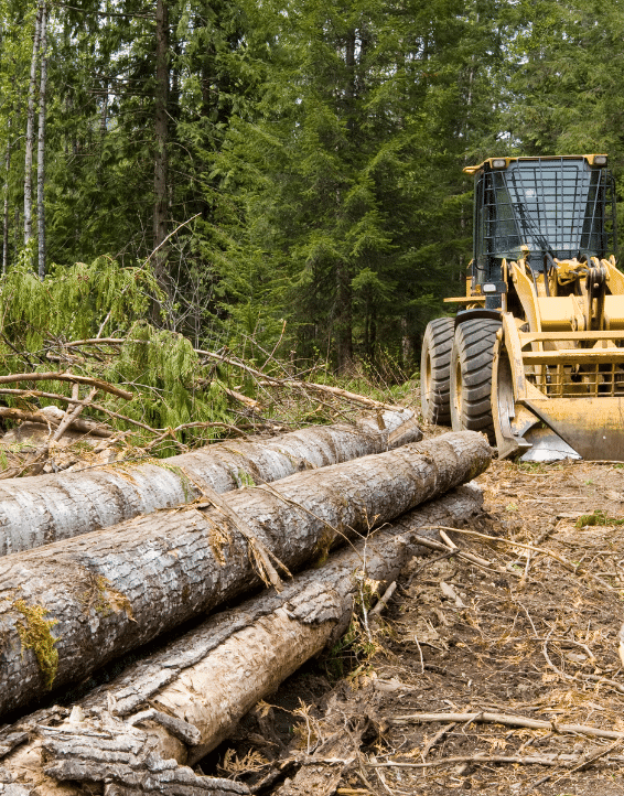 Land clearing project removing large hardwood trees.