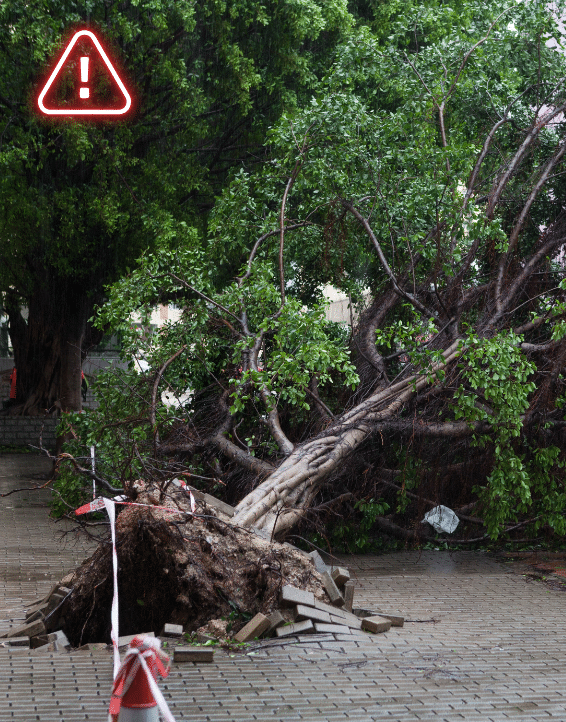 Storm damaged tree fallen over on a patio