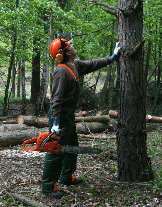 Treewurk employee looking at a tree before climbing