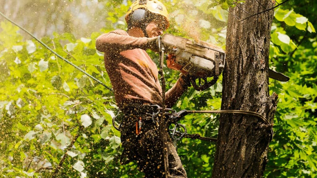 hero tree bkg | Scott's Treewurk