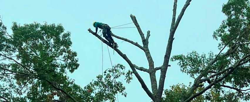 Photo of tree climber cutting down a diseased and dangerous tree.