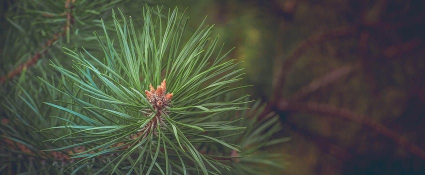 Photo of loblolly pine and slash pine trees in Georgia.